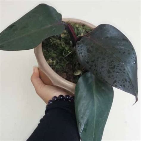 Jual Philodendron Dark Lord Tanaman Hias Shopee Indonesia