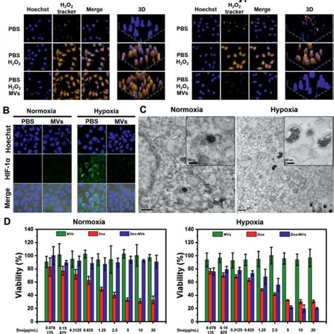 Cellular Uptake Hypoxiatriggered Dissociation And Cytotoxicity Of