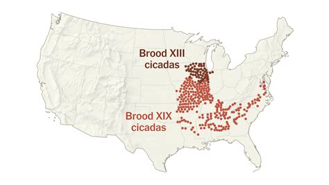 Cicada Maps 2024 Where Two Broods Are Emerging The New York Times