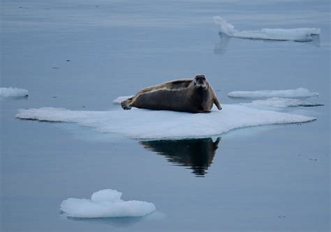 Ellesmere Island Nunavut All You Need To Know Before You Go