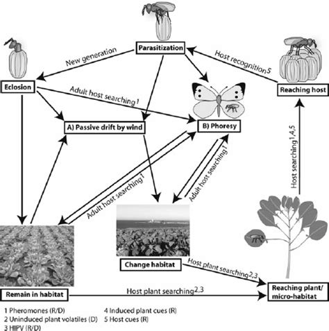 The General Host Location Behavior Of Egg Parasitoids And The Possible