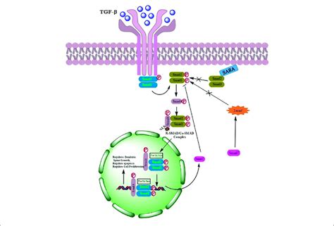 Activation Of Tgf Signaling By Dimerization Of Respective Receptors