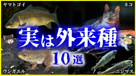 【ゆっくり解説】固有種のフリをして実は「外来種」の生物10選を解説 身近にいる外来種たち Youtube