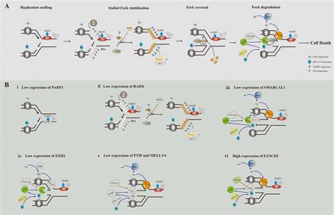 Schematic Describing The Function Of Parp1 And Brca12 In Protection Of Download Scientific