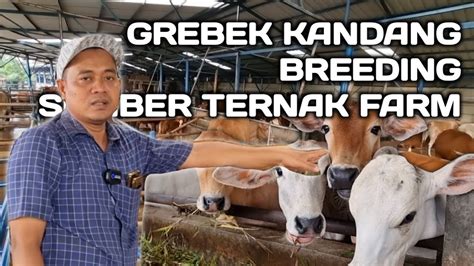 REVIEW KANDANG PENGHASIL SAPI JUMBO SUMBER TERNAK FARM YouTube