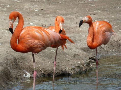 Caribbean Flamingo Chester Zoo Flamingo Birds