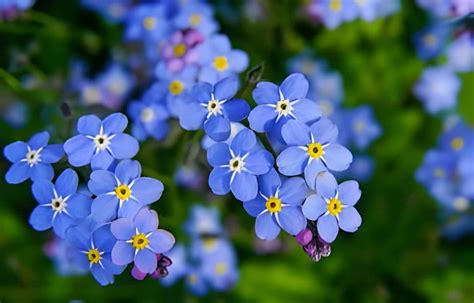 Forget Me Not Flower The Meaning Symbolism Allwaysflower