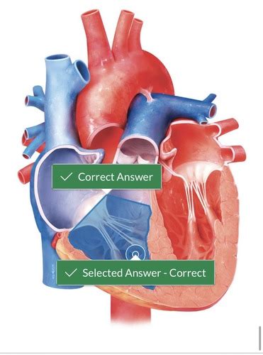 Final Exam Study Guide Flashcards Quizlet