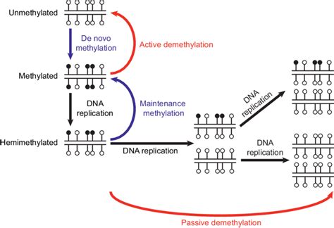 1 Overview Of Mechanisms Of Dna Methylation And Demethylation During