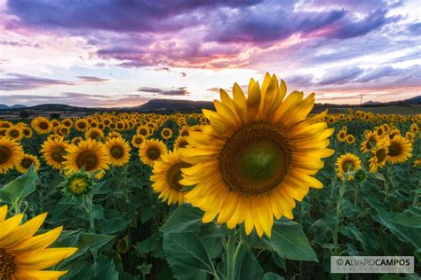 Girasol Al Frente En Un Campo De Girasoles