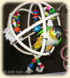 Toys for Caiques - Shady Pines Aviary