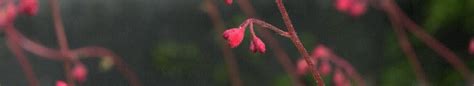 Heuchera X Brizoides Red Spangles Purpurgl Ckchen Park Der Gaerten