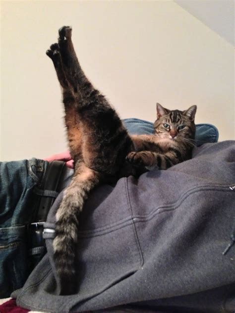 People Are Sharing Pics Of Their Cats Acting Weird Add Yours Bored