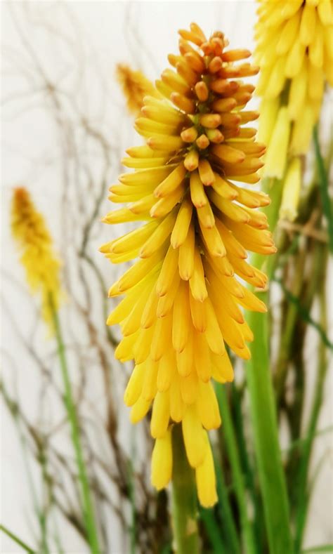Fire Poker Plant Pruning at Mark Fletcher blog