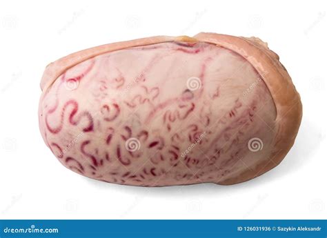 Bull Testicles Reproductive Genitals Of A Bull Male Organs Close Up