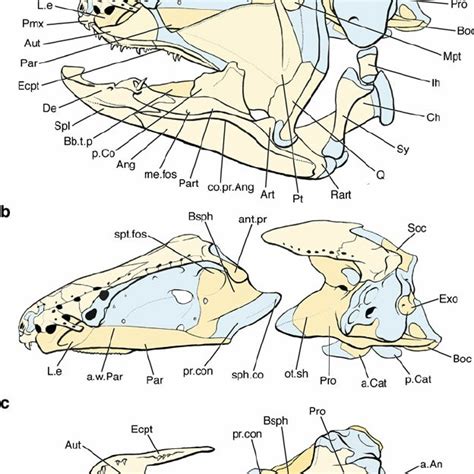 Intracranial joint anatomy in the coelacanth L. chalumnae Smith 1939. a... | Download Scientific ...