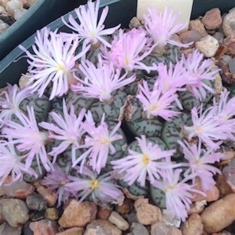 Conophytum Obcordellum Spectabile Mesa Garden