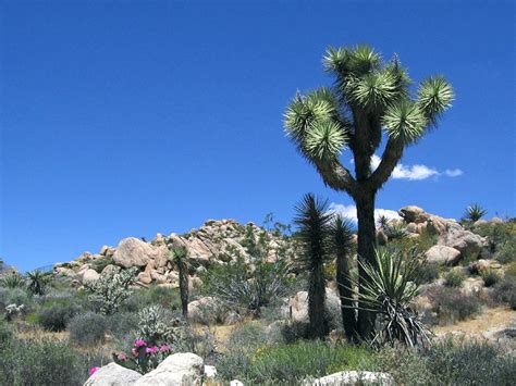 Yucca Valley | Visiting Joshua Tree