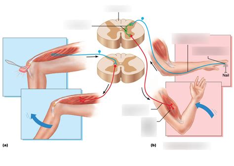 Bsc Lab Lesson Diagram Quizlet