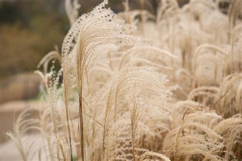 HD wallpaper: pampas grass, brown, fall, plant, selective focus, nature ...