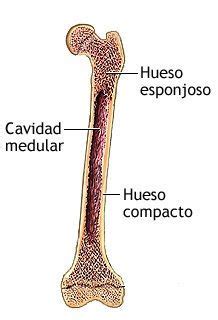 Estructuras Y Clasificaci N Del Hueso Earth Science Science Lettering