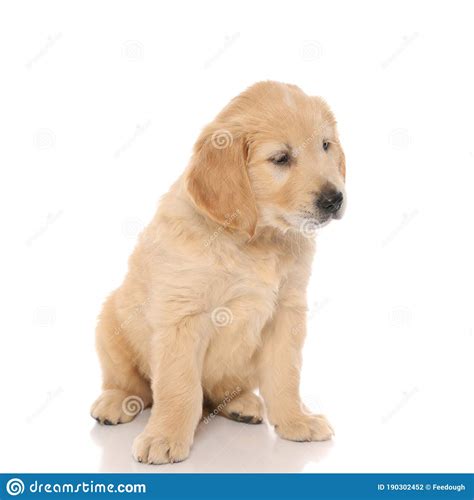 Un Lindo Perro Recuperador De Oro Sentado Mirando A Otro Lado Algo Foto