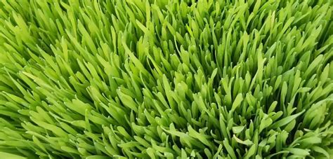 Discover 19 Amazing Health Benefits Of Wheatgrass 2024