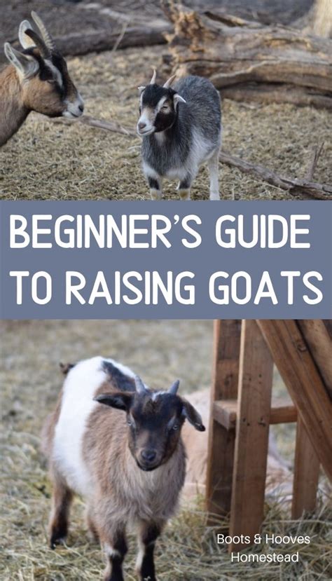 Raising Goats For Beginners Raising Goats Goats Raising