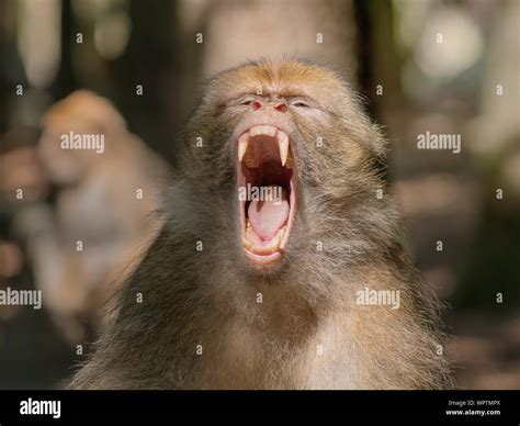 Monkey Showing Teeth Hi Res Stock Photography And Images Alamy