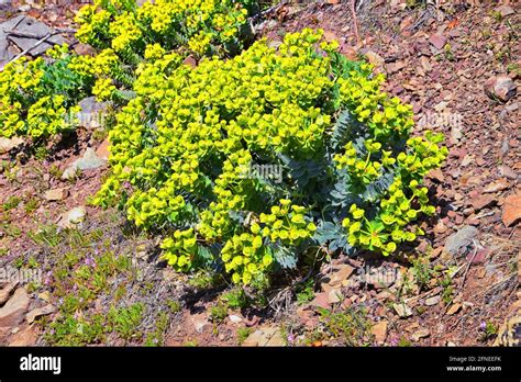 Upright Myrtle Spurge Gopher Spurge Blue Spurge Or Broad Leaved
