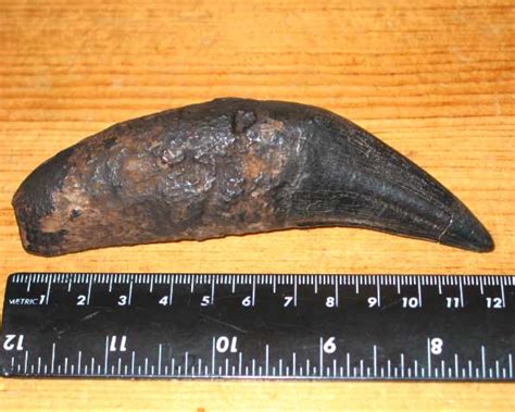 GIANT AMERICAN LION FOSSIL TOOTH FOR SALE / PANTHERA ATROX FOSSIL CANINE