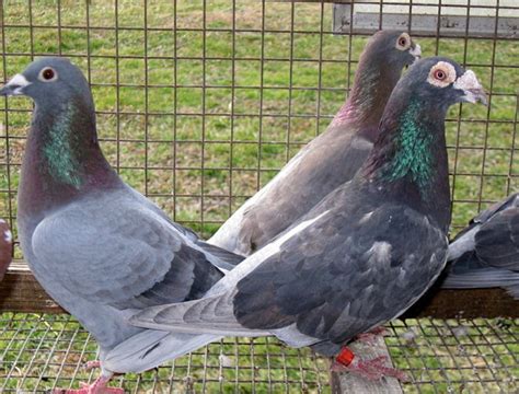 American Trenton Racing Homer Pigeons Pigeontype