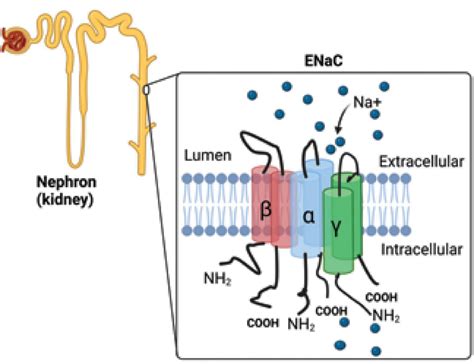 Epithelial Sodium Channel The Epithelial Na Channel ENaC Is