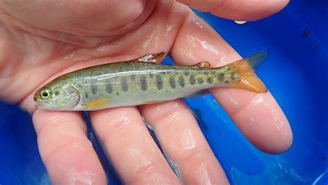 Juvenile Rainbow Trout Fishbio Flickr