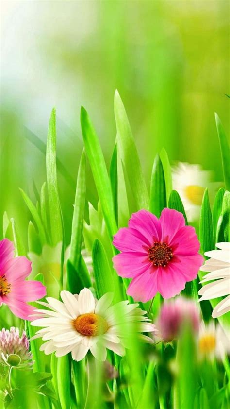 Download Pink And White Spring Daisy Iphone Wallpaper