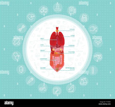 Cartoon Human Body Organs Concept With Stomach Lungs Kidneys Heart