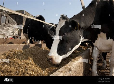 Feeding Cows Dairy Cattle Holstein Friesian Friesians Holstein Holsteins Cattle Cow Cows Bovid