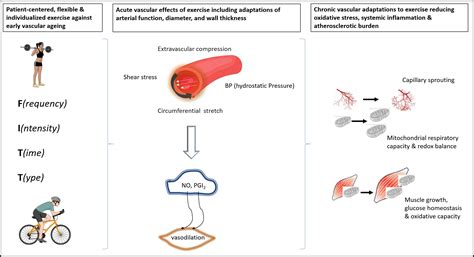 Cells Free Full Text Training The Vessels Molecular And Clinical Effects Of Exercise On