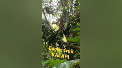 Exotic Fruit Kalapi From Northern Samar Exotic Fruit Youtube