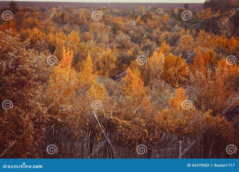 Beautiful Autumn Forest in National Park De Hoge Veluwe in the Netherlands. HDR Stock Photo ...