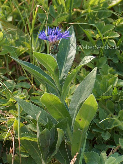 Centaurea Montana Perennial Cornflower Seeds Plants Dried Herbs