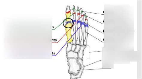 interphalangeal joints Diagram | Quizlet