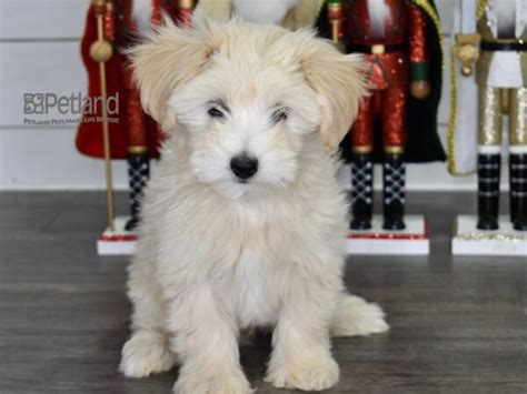 Maltipoo Dog Female Cream 3874021 Petland Independence Missouri