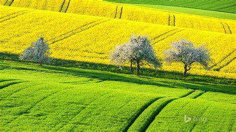 Green yellow field-2015 Bing theme wallpaper Preview | 10wallpaper.com