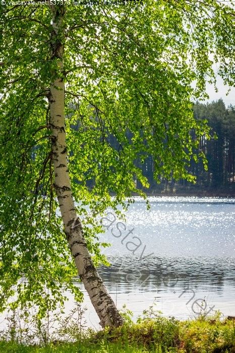 Kuva Rantakoivu järvi aurinko kimallus kimmeltää kesä kesäinen