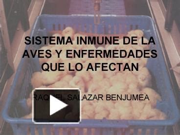 PPT SISTEMA INMUNE DE LA AVES Y ENFERMEDADES QUE LO AFECTAN