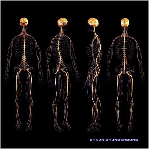 Human Nervous System Diagram D Human Nervous System D Mode