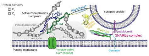 Synaptic Vesicles Em