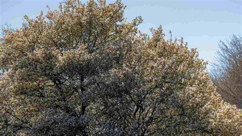 How to Plant, Grow, & Care for Serviceberry Tree - Complete Guide