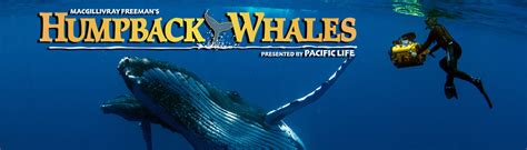 Humpback Whales - IMAX Victoria